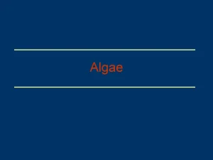 Algae