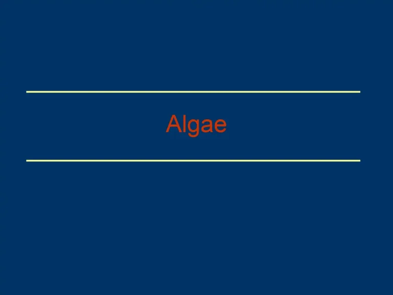 Algae